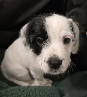 Dotty, a female French Bulldog and Australian Labradoodle for sale in Chesapeake, VA – Photo 7 of 9