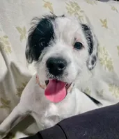 Dotty, a female French Bulldog and Australian Labradoodle for sale in Chesapeake, VA – Photo 2 of 9