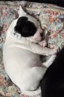 Dotty, a female French Bulldog and Australian Labradoodle for sale in Chesapeake, VA – Photo 6 of 9