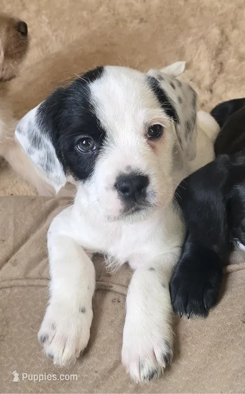 Dotty – French Bulldog, Australian Labradoodle puppy for sale in Chesapeake, VA