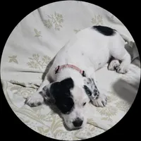 Dotty, a female French Bulldog and Australian Labradoodle for sale in Chesapeake, VA – Photo 4 of 9