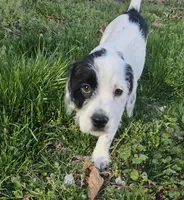 Dotty, a female French Bulldog and Australian Labradoodle for sale in Chesapeake, VA – Photo 8 of 9