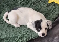 Dotty, a female French Bulldog and Australian Labradoodle for sale in Chesapeake, VA – Photo 5 of 9