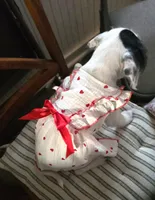 Dotty, a female French Bulldog and Australian Labradoodle for sale in Chesapeake, VA – Photo 9 of 9