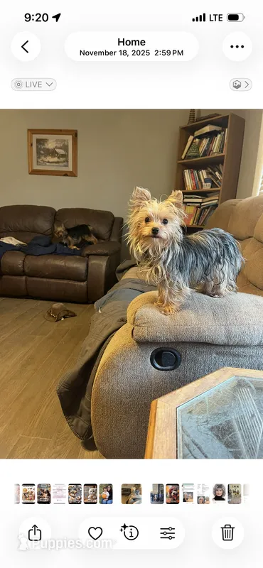 Lady – Yorkshire Terrier puppy for sale in Union, SC