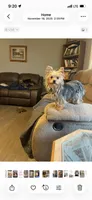 Lady, a female Yorkshire Terrier for sale in Union, SC – 1 of 2
