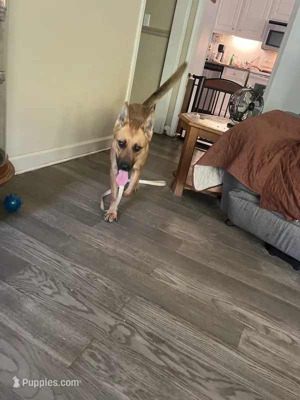 Fancy, a female German Shepherd Dog for sale in Union, SC – 1 of 3