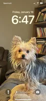 Lady, a female Yorkshire Terrier for sale in Union, SC – 2 of 2