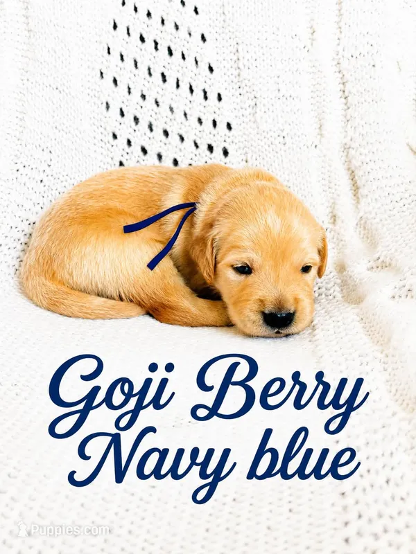blue – Golden Retriever puppy for sale in Apple Valley, CA