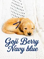 blue, a male Golden Retriever for sale in Apple Valley, CA – 1 of 2