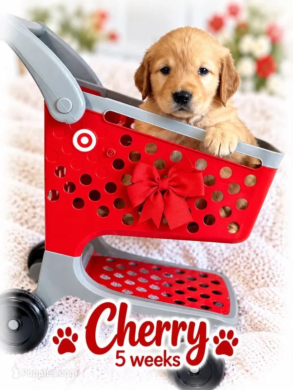 Red – Golden Retriever puppy for sale in Apple Valley, CA