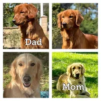 pink, a female Golden Retriever for sale in Apple Valley, CA – 2 of 2