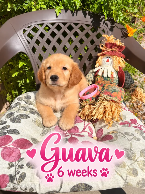 pink – Golden Retriever puppy for sale in Apple Valley, CA