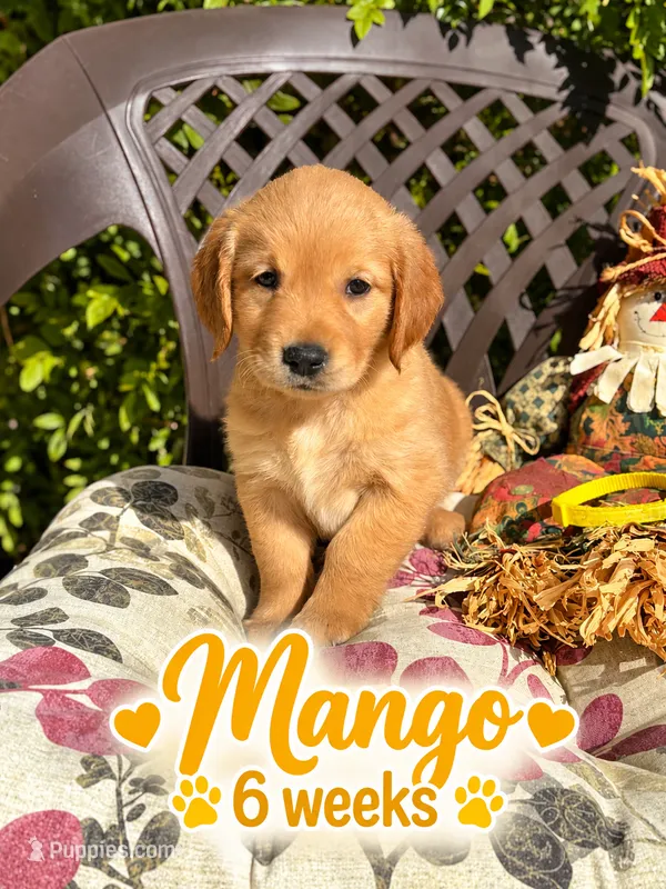 yellow – Golden Retriever puppy for sale in Apple Valley, CA