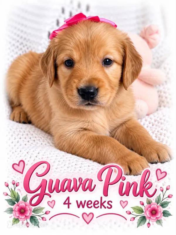 pink – Golden Retriever puppy for sale in Apple Valley, CA