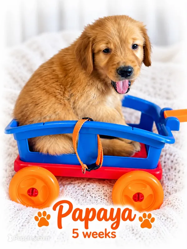 Orange – Golden Retriever puppy for sale in Apple Valley, CA