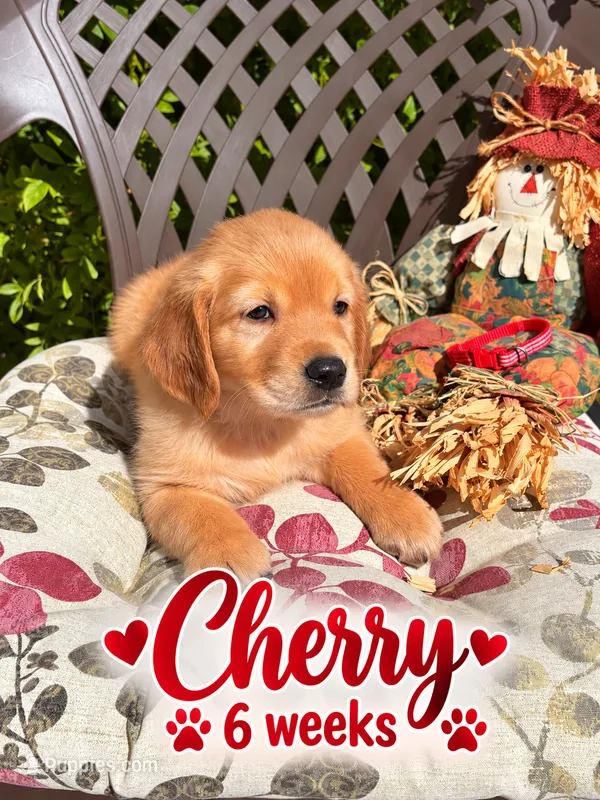 Red – Golden Retriever puppy for sale in Apple Valley, CA