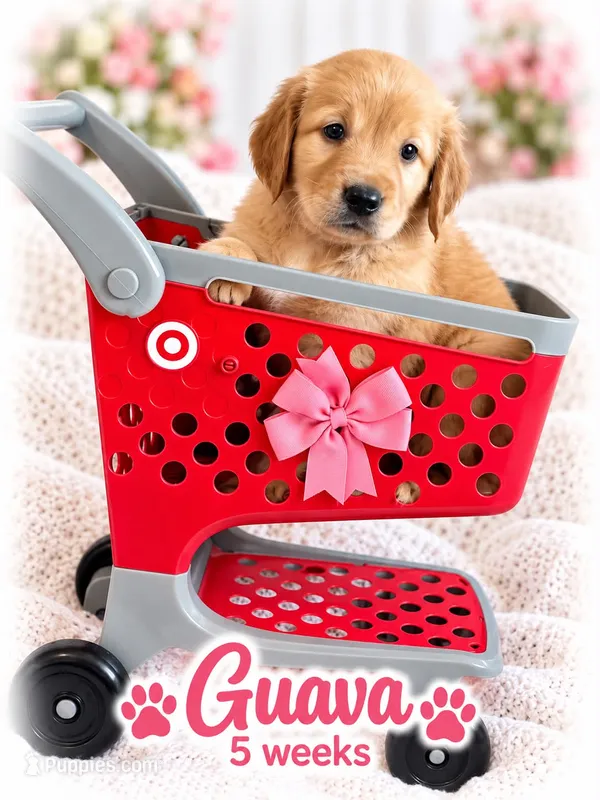 pink – Golden Retriever puppy for sale in Apple Valley, CA