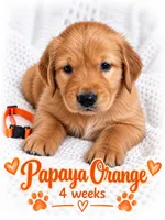 Orange, a male Golden Retriever for sale in Apple Valley, CA – 1 of 2