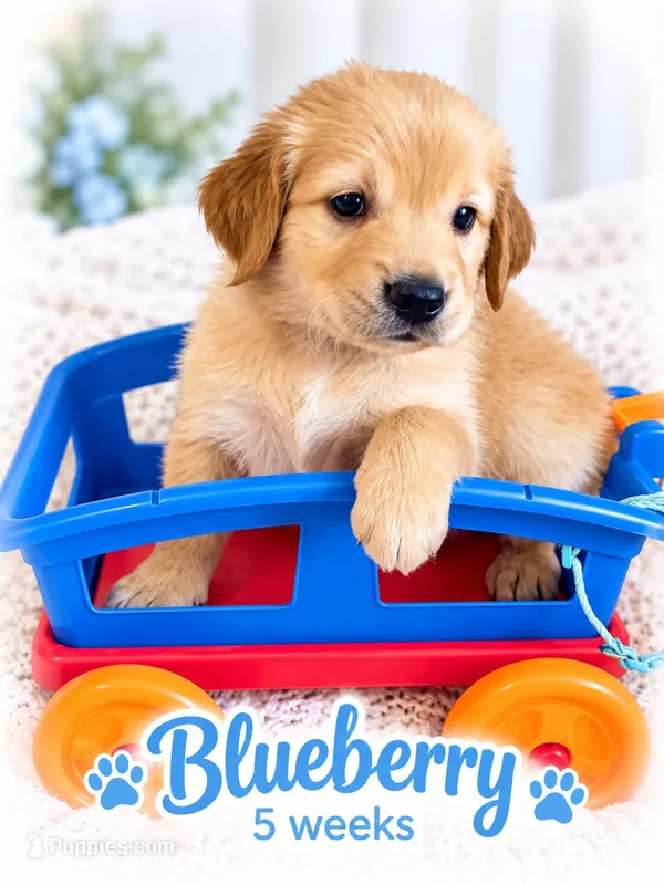 light blue – Golden Retriever puppy for sale in Apple Valley, CA