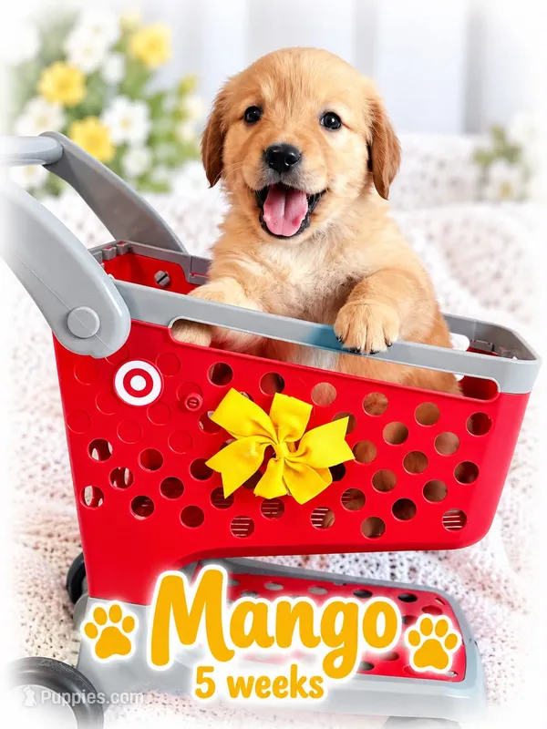 yellow – Golden Retriever puppy for sale in Apple Valley, CA