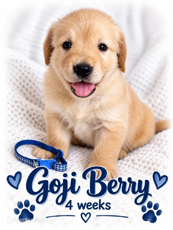 blue – Golden Retriever puppy for sale in Apple Valley, CA