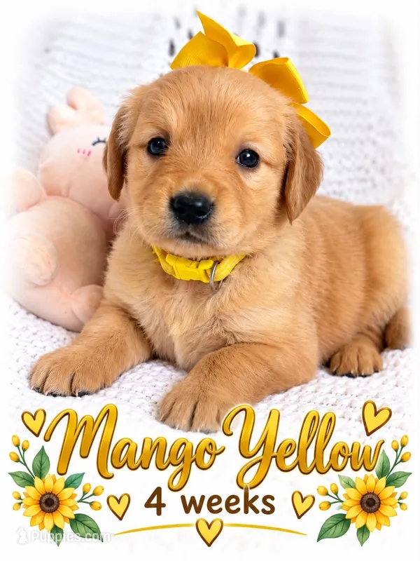 yellow – Golden Retriever puppy for sale in Apple Valley, CA