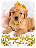 yellow, a female Golden Retriever for sale in Apple Valley, CA – 1 of 2