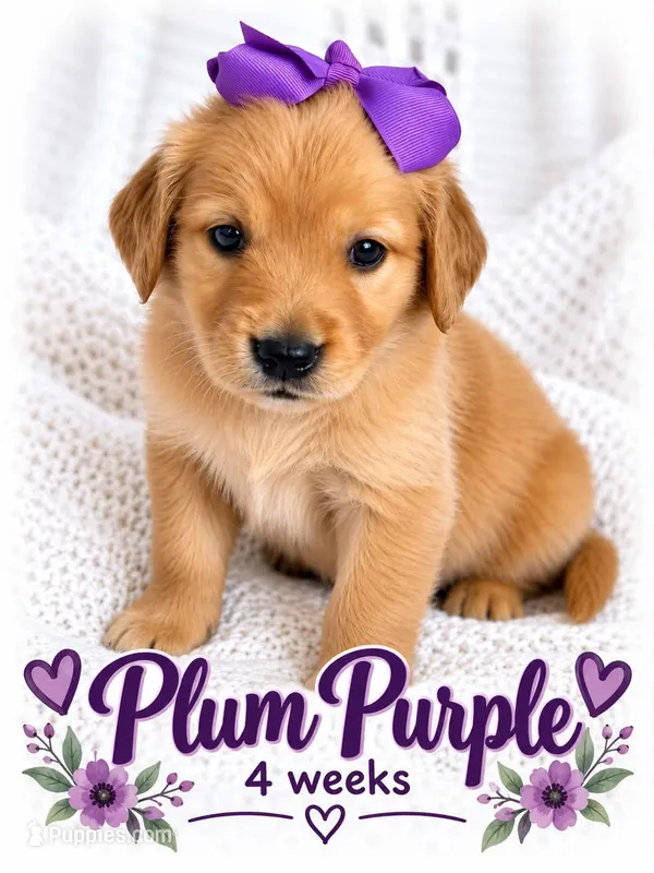 Purple – Golden Retriever puppy for sale in Apple Valley, CA