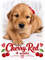 Red, a female Golden Retriever for sale in Apple Valley, CA – 1 of 2