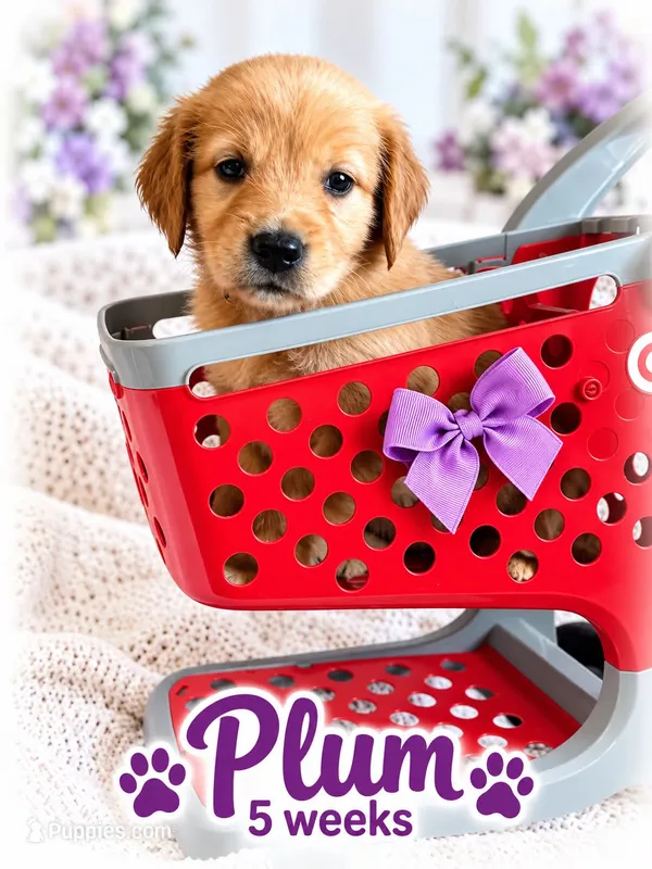 Purple – Golden Retriever puppy for sale in Apple Valley, CA