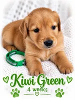 Green, a male Golden Retriever for sale in Apple Valley, CA – 1 of 2