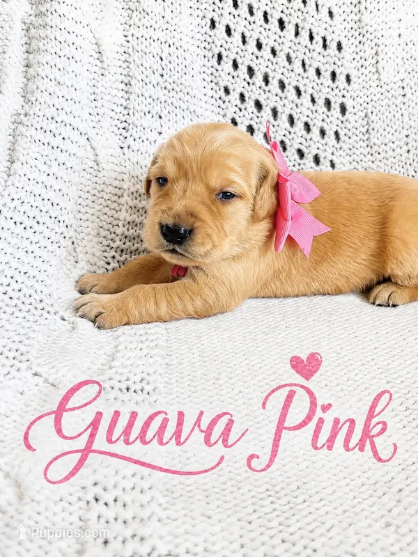 pink – Golden Retriever puppy for sale in Apple Valley, CA