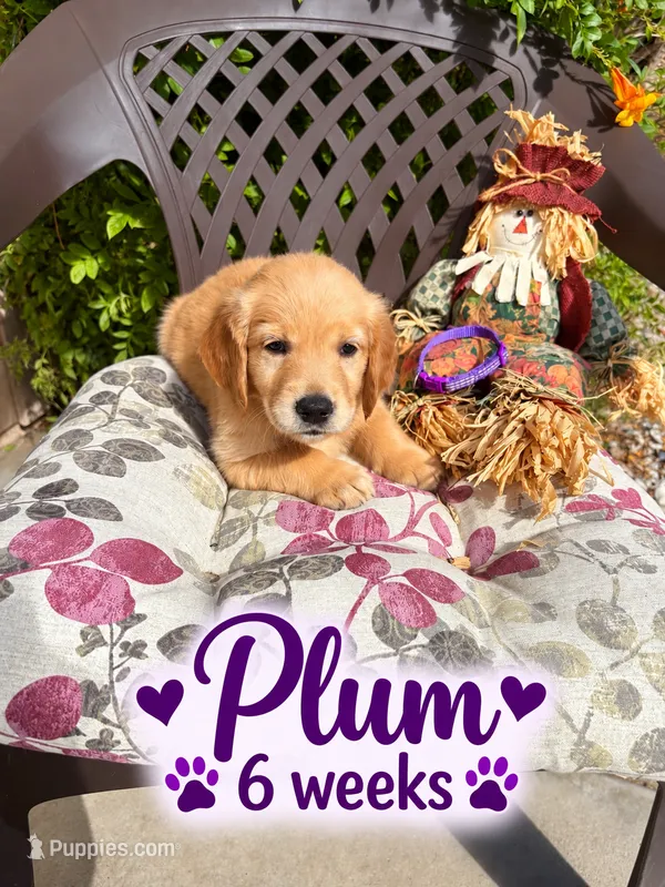 Purple – Golden Retriever puppy for sale in Apple Valley, CA