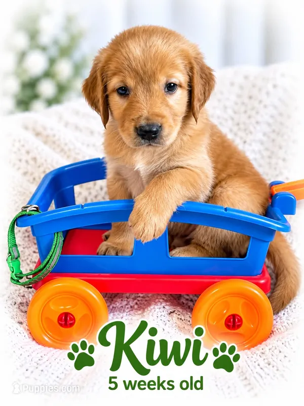 Green – Golden Retriever puppy for sale in Apple Valley, CA