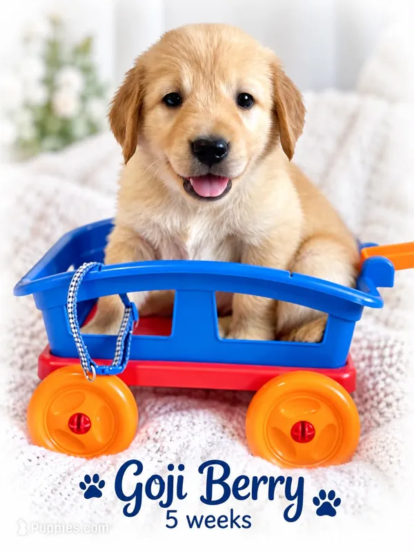 blue – Golden Retriever puppy for sale in Apple Valley, CA