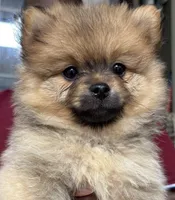 Presley ckc certified , a female Pomeranian for sale in Memphis, TN – Photo 1 of 5