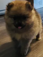 Presley ckc certified , a female Pomeranian for sale in Memphis, TN – Photo 3 of 5