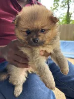 Presley ckc certified , a female Pomeranian for sale in Memphis, TN – Photo 2 of 5
