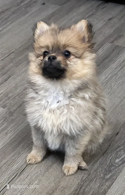 Presley ckc certified  – Pomeranian puppy for sale in Memphis, TN