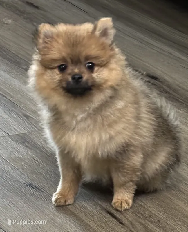 Presley ckc certified  – Pomeranian puppy for sale in Memphis, TN