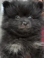 Elvie ckc certified , a female Pomeranian for sale in Memphis, TN – Photo 3 of 4