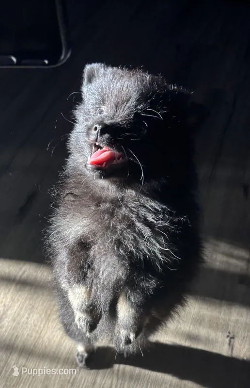 Elvie ckc certified  – Pomeranian puppy for sale in Memphis, TN