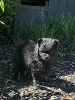 Elvie ckc certified , a female Pomeranian for sale in Memphis, TN – Photo 2 of 4