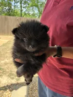 Elvie ckc certified , a female Pomeranian for sale in Memphis, TN – Photo 1 of 4