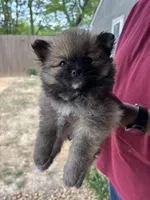 Trixie ckc certified , a male Pomeranian for sale in Memphis, TN – Photo 3 of 3