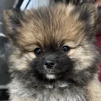 Trixie ckc certified , a male Pomeranian for sale in Memphis, TN – Photo 1 of 3