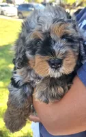 Briskit, a female Poodle - Miniature  and Miniature Bernedoodle for sale in San Marcos, CA – 2 of 7