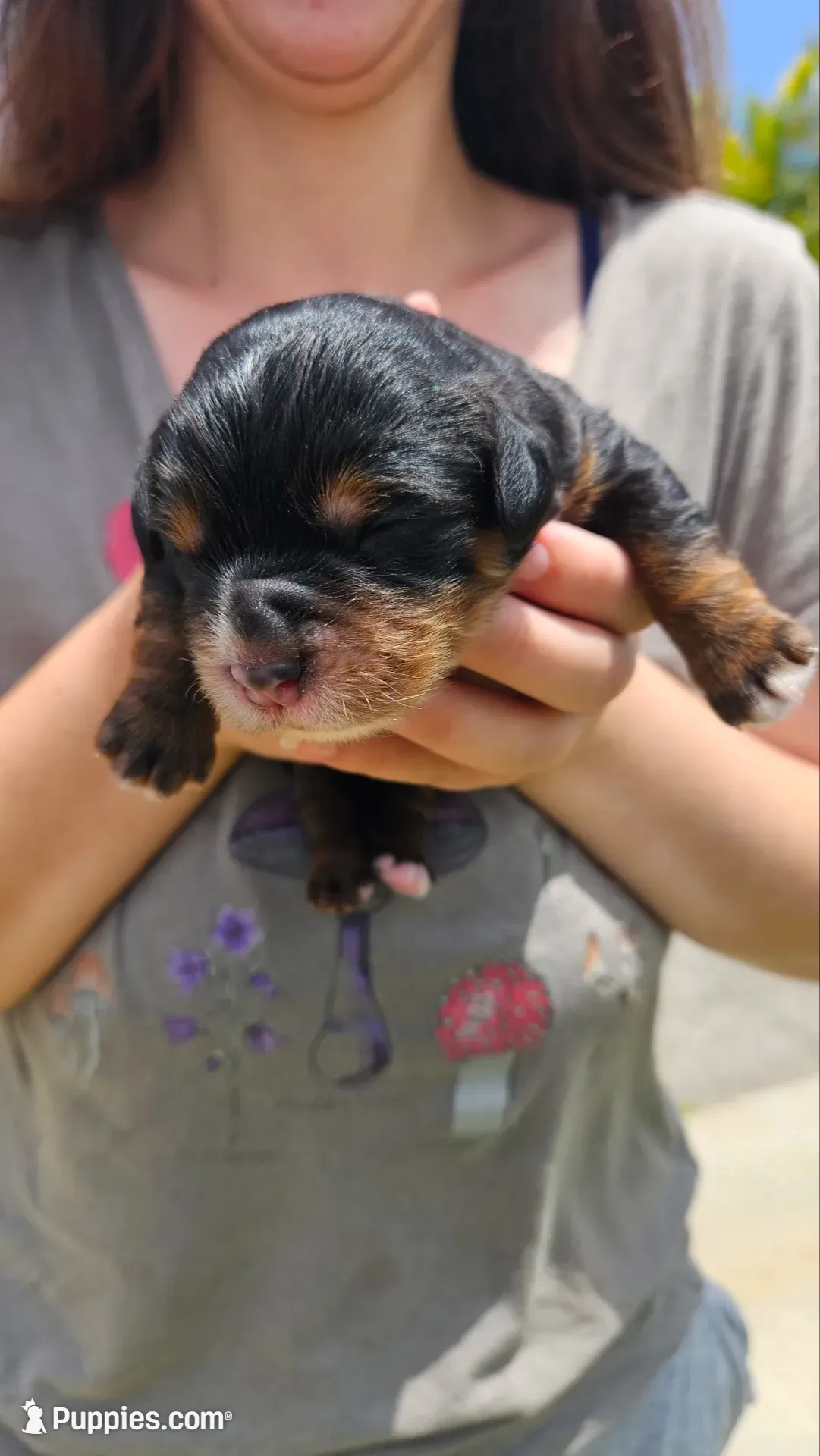 Sir-Loin, a male Poodle - Toy  and Miniature Bernedoodle for sale in San Marcos, CA – 2 of 4