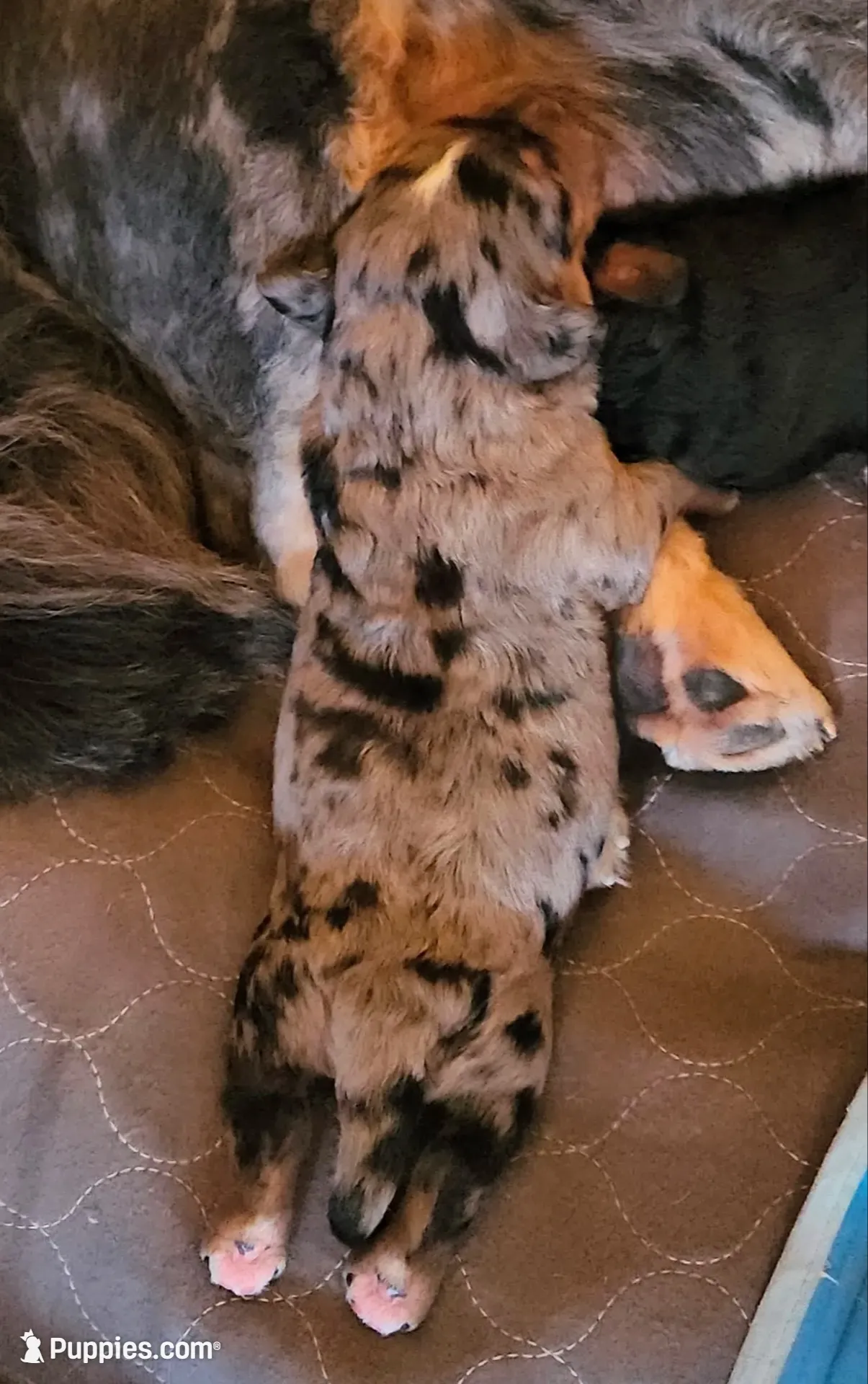 Cutlet, a female Poodle - Miniature  and Miniature Bernedoodle for sale in San Marcos, CA – 4 of 4